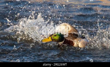 Deux mâles Mallard (Anas platyrhynchos) se battent dans un lac urbain à Katwijk, aux pays-Bas. Banque D'Images