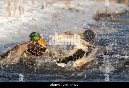 Deux mâles Mallard (Anas platyrhynchos) se battent dans un lac urbain à Katwijk, aux pays-Bas. Banque D'Images