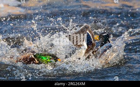 Deux mâles Mallard (Anas platyrhynchos) se battent dans un lac urbain à Katwijk, aux pays-Bas. Banque D'Images