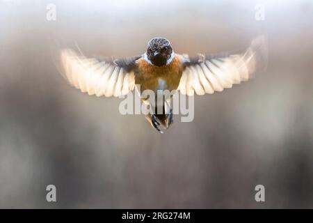 Hivernage de Stonechat européen mâle (Saxicola rubicola) dans une végétation basse en Italie. Photographié avec rétro-éclairage. Banque D'Images