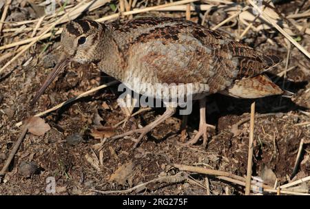 Eurasian Woodcock, Scolopax rusticola marchant, vu de côté, à la recherche de nourriture. Banque D'Images