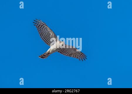 Femelle immature Sparrowhawk eurasien (Accipiter nisus) survolant le Spuikom, Ostende, Flandre Occidentale, Belgique. Banque D'Images