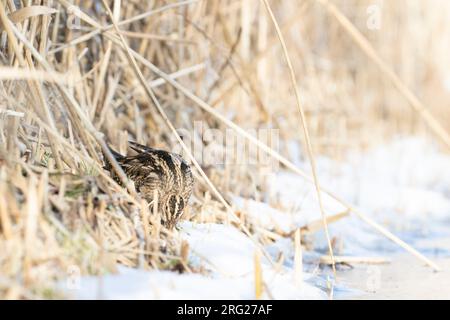 Snipe commune (Gallinago gallinago) essayant de survivre en se nourrissant au bord de la glace pendant une période froide aux pays-Bas. Banque D'Images