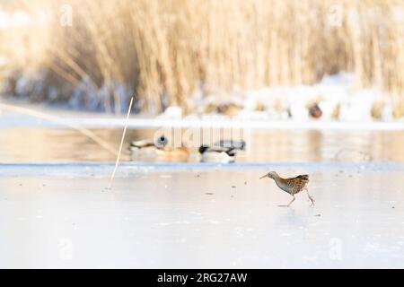 Rail d'eau (Rallus aquaticus) traversant la glace pendant une période très froide en hiver aux pays-Bas. Banque D'Images