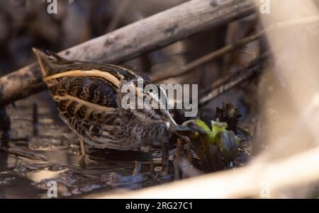 Jack Snipe (Lymnocryptes minimus) se cachant dans une petite crique à Roskilde, Danemark Banque D'Images