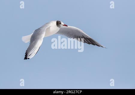 Hivernage de la Mouette à tête noire commune (Croicocephalus ridibundus) à Kawijk, pays-Bas. Adulte en plumage hivernal en vol. Banque D'Images