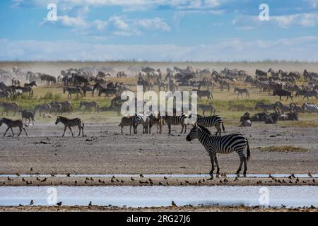 Zèbres de Burchell, Equus Quagga Burchellii, dans la vallée cachée.Ndutu, zone de conservation de Ngorongoro, Tanzanie. Banque D'Images