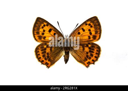 Cuivre rare, Morgenrood, Lycaena virgaureae Banque D'Images