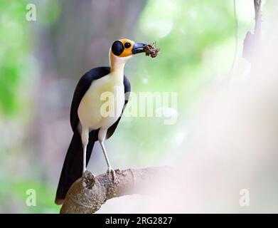 Girofle à cou blanc (Picathartes gymnocephalus) perché sur un rocher dans la forêt tropicale du Ghana. Aussi connu sous le nom de picathartes à cou blanc. Banque D'Images