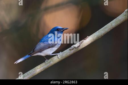 Hainan Blue Flycatcher (Cyornis hainanus) mâle adulte perché sur une branche au parc national de Khao Yai, Thaïlande Banque D'Images