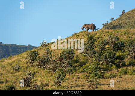 Un éléphant d'Afrique, Loxodonta africana, la navigation.Zone de conservation de Ngorongoro, Tanzanie. Banque D'Images