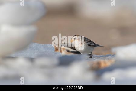 Snow Bunting (Plectrophenax nivalis) deux oiseaux perchés sur la glace sur une plage près d'Esbjerg, Danemark Banque D'Images