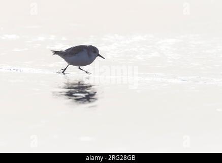 Sanderlings (Calidris alba) hivernant sur la côte de la mer du Nord d'Ijmuiden aux pays-Bas. Photographié avec rétro-éclairage. Banque D'Images