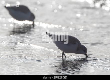 Sanderlings (Calidris alba) hivernant sur la côte de la mer du Nord d'Ijmuiden aux pays-Bas. Photographié avec rétro-éclairage. Banque D'Images