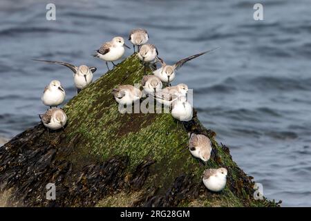 Troupeau de Sanderlings hivernants (Calidris alba) sur la plage de la mer du Nord aux pays-Bas Banque D'Images