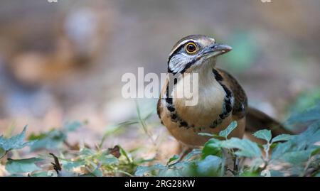 Plus grand Laughingthrush à encolure (Pterorhinus pectoralis) non indigène et perché sur le sol Banque D'Images