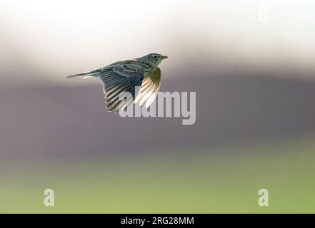 Skylark eurasien (Alauda arvensis) volant, migrant à basse altitude au-dessus des champs en vue latérale et en contre-jour Banque D'Images