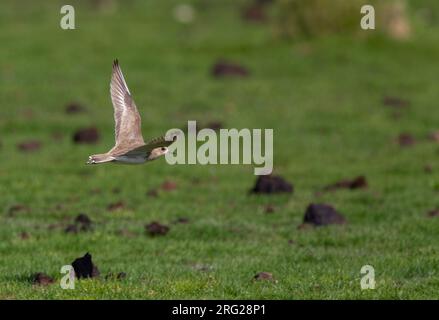 Pluvier Caspien, Charadrius asiaticus, en vol à Dubaï, Émirats arabes Unis Banque D'Images