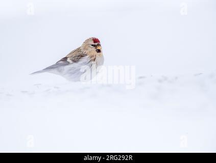 Arctic Redpoll (Acanthis hornemanni) hivernant dans l'arctique de la Norvège. Banque D'Images