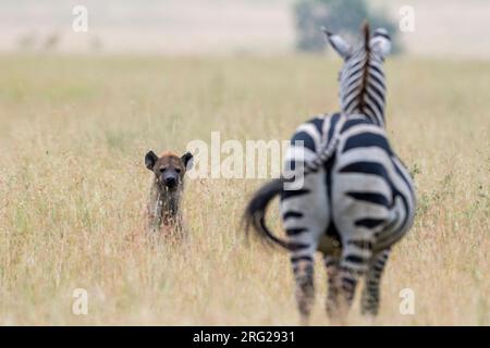 Une hyène tachetée, Crocuta crocuta, essayant d'attaquer un zèbre de plaines, Equus quagga.Seronera, Parc national du Serengeti, Tanzanie Banque D'Images