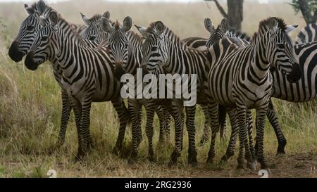 Zèbres des plaines, Equus quagga, sous la pluie.Seronera, Parc national du Serengeti, Tanzanie Banque D'Images