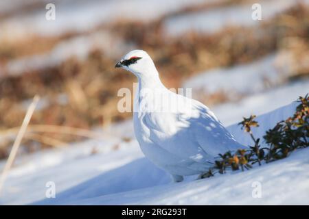 Roche Ptarmigan (Lagopus muta), plumage hivernal, sous-espèce pyrenaica, sur la neige, avec un fond blanc et doré, dans les Pyrénées françaises. Banque D'Images