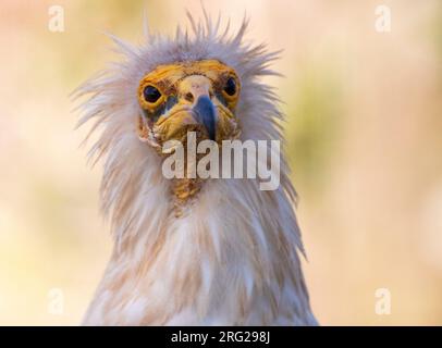 Vautour égyptien adulte (Neophron percnopterus) en Estrémadure, Espagne. Banque D'Images