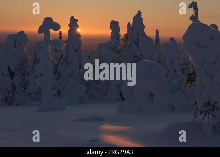 Forêt de taïga chargée de neige au coucher du soleil en Laponie, Finlande Banque D'Images
