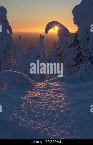 Cime des arbres chargée de neige au coucher du soleil en Laponie, Finlande Banque D'Images
