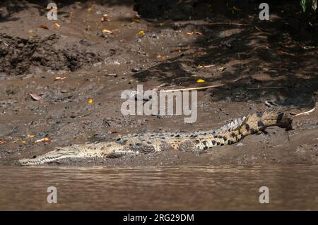 Un crocodile américain, Crocodylus acutus, se baquant sur une rive.Parc national de Palo Verde, Costa Rica. Banque D'Images