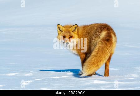 Le renard rouge Ezo (Vulpes vulpes schrencki) dans la neige sur Hokkaido au Japon. Aussi connu sous le nom de Sakhalin Fox. Banque D'Images