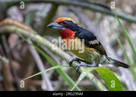 Barbet doré mâle (Capito auratus nitidior) au PNN Amacayacu, Colombie. Banque D'Images