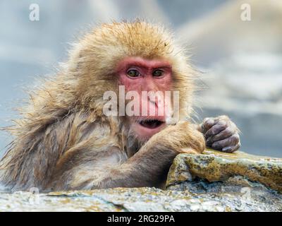 Macaque japonais (Macaca fuscata), également connu sous le nom de Singe des neiges, dans la source chaude du parc des singes de Jigokudani dans la préfecture de Nagano, au Japon. Banque D'Images