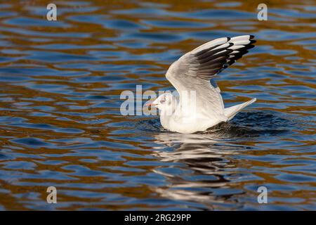 Plumage hivernal Mouette à tête noire commune (Chroicocephalus ridibundus) à Amsterdam, pays-Bas. Hivernage. Banque D'Images