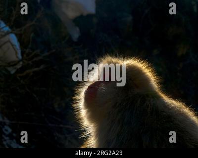 Macaque japonais (Macaca fuscata), également connu sous le nom de Singe des neiges, dans la source chaude du parc des singes de Jigokudani dans la préfecture de Nagano, au Japon. Banque D'Images