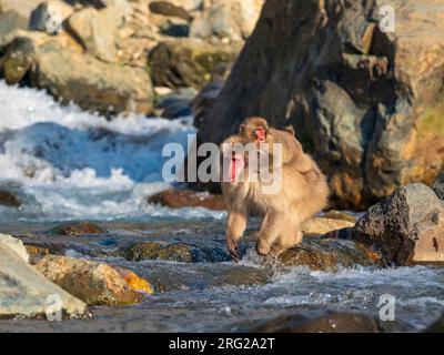 Macaque japonais (Macaca fuscata), également connu sous le nom de Singe des neiges, dans la source chaude du parc des singes de Jigokudani dans la préfecture de Nagano, au Japon. Traverser une rivière. Banque D'Images