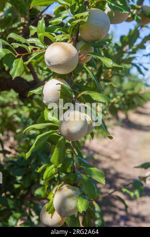 Claudia prunes en branche. Vegas Altas del Guadiana plantations, Badajoz, Espagne Banque D'Images