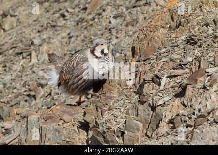 Coq de l'Himalaya (Tetraogallus himalayensis) perché sur un rocher dans les montagnes Banque D'Images