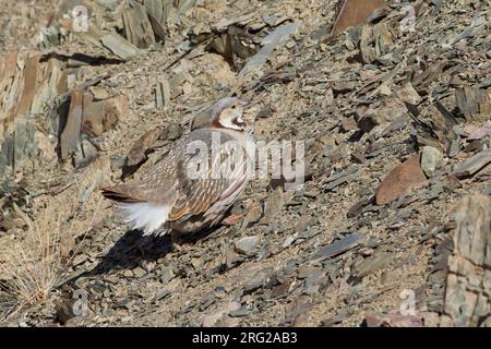 Coq de l'Himalaya (Tetraogallus himalayensis) perché sur un rocher dans les montagnes Banque D'Images