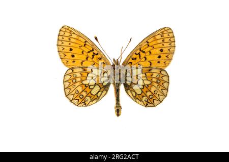 Bog Fritillary, Ringoogparelmoervlinder, Boloria eunomia Banque D'Images