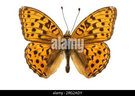 Fritillaire brun haut, Bosrandparelmoervlinder, Argynnis adippe Banque D'Images