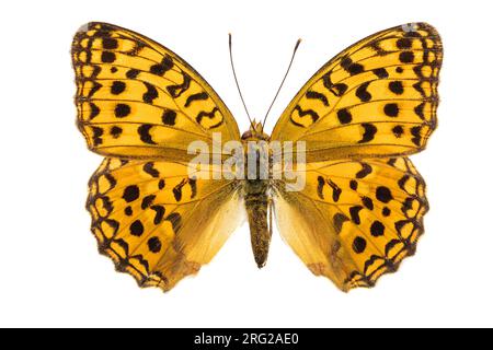 Fritillaire brun haut, Bosrandparelmoervlinder, Argynnis adippe Banque D'Images