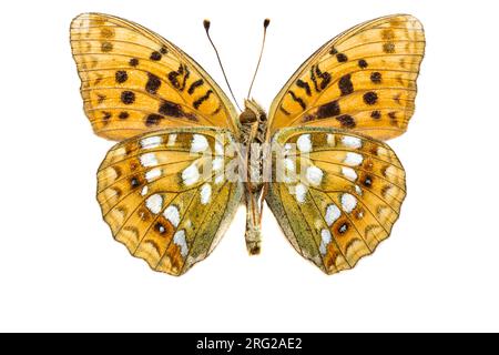 Fritillaire brun haut, Bosrandparelmoervlinder, Argynnis adippe Banque D'Images