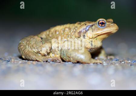 Crapaud épineux (Bufo spinosus) a pris le 03/03/2022 à la Croix-Valmer - France. Banque D'Images