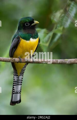 Trogon mâle à gorge noire (Trogon rufus) perché sur une branche dans une forêt tropicale au Panama. Aussi connu sous le nom de trogon à ventre jaune. Banque D'Images