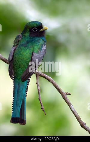 Trogon mâle à gorge noire (Trogon rufus) perché sur une branche dans une forêt tropicale au Panama. Aussi connu sous le nom de trogon à ventre jaune. Banque D'Images