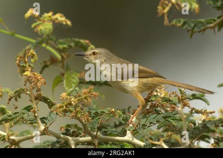 Prinia flanquée de Tawny (Prinia subflava subflava), vue latérale d'un mâle adulte en plumage reproducteur, Gambie Banque D'Images