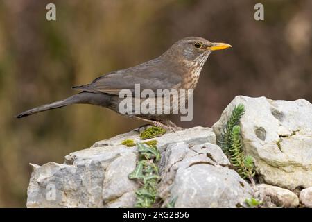 Oiseau noir commun (Turdus merula), vue latérale d'une femme adulte perchée sur un rocher, Campanie, Italie Banque D'Images