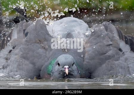 Pigeon de bois commun, Columba palumbus. Close-ip tout en prenant un bain Banque D'Images