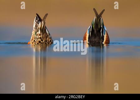 Mâle et femelle adulte de la pelle du Nord (Anas clypeata) à la recherche de nourriture sous l'eau sur un lac dans le centre de l'Italie. Banque D'Images